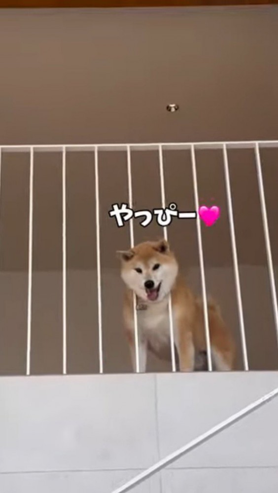 2階から飼い主に笑顔を向ける犬