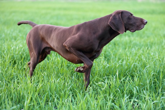 ポインティングポーズをしている黒い犬