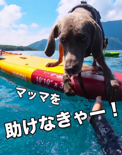 投稿主さんに向かってジャンプ！