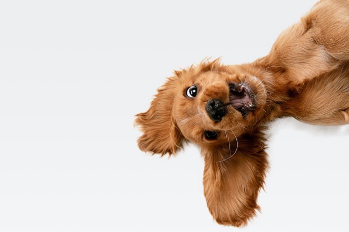 仰向けで口をあけたコッカーの子犬