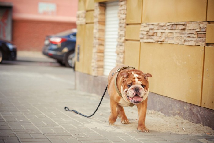 リードを引きずって歩くブルドッグ