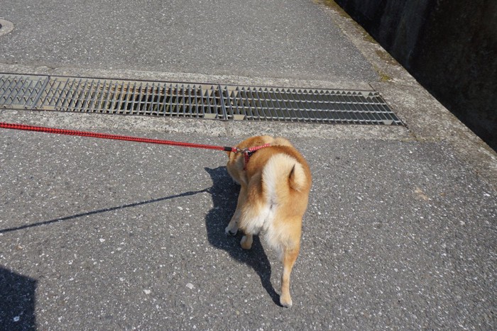 柴犬とグレーチング