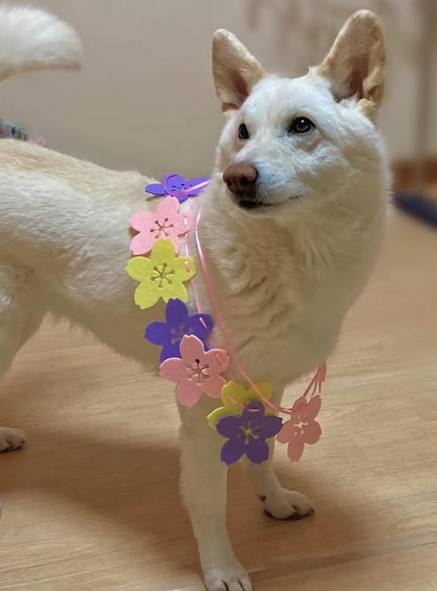 花飾りを首につけて立っている犬