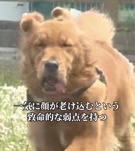 全力疾走中です
