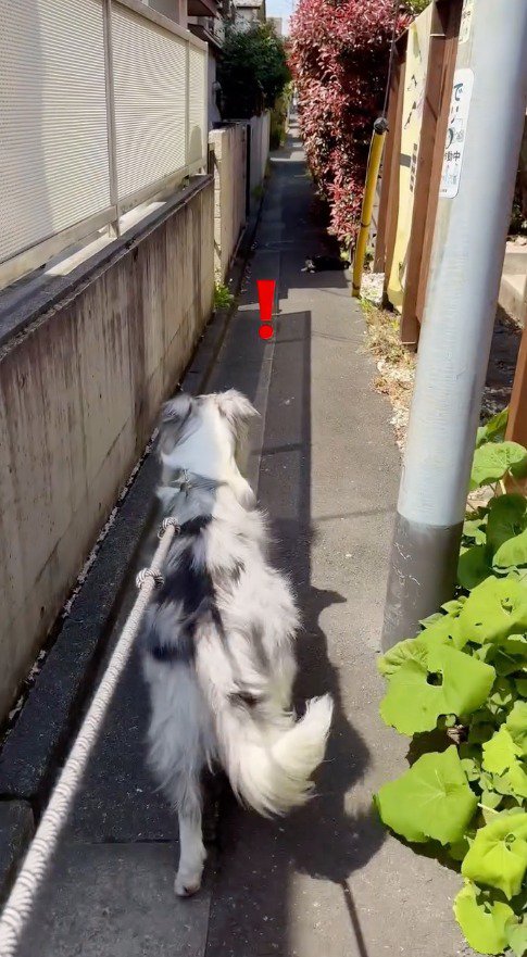 猫を見て立ち止まる犬