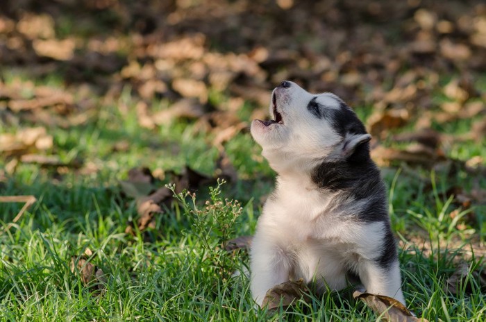 鳴いている犬