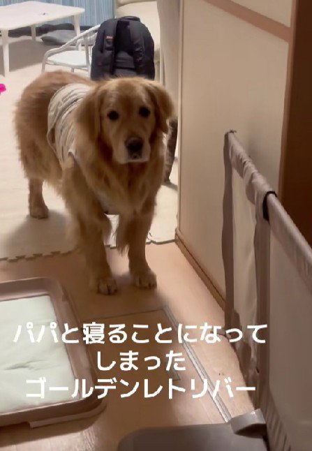 「え…パパと…？」