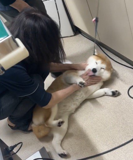女性の獣医の手を舐める犬
