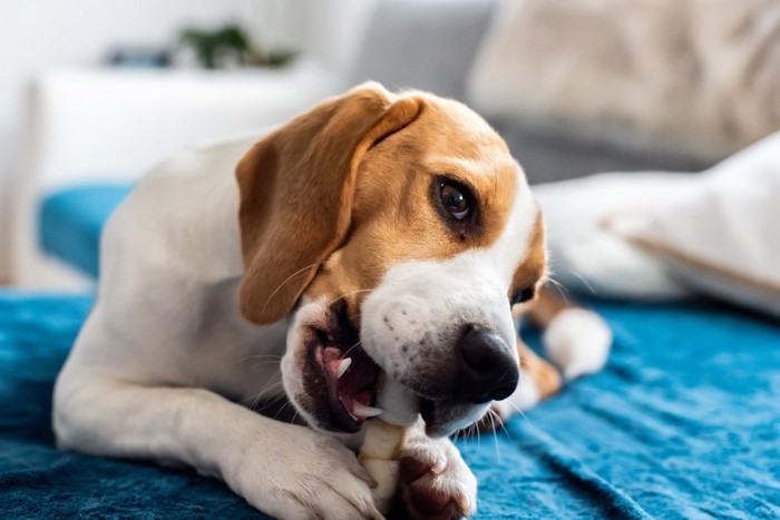 おやつを食べている犬