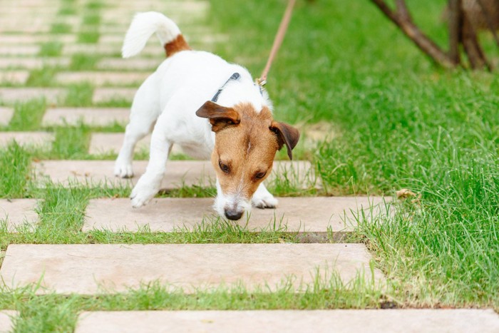 散歩中、地面を嗅ぐ犬