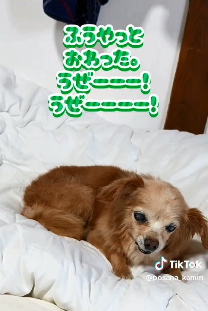 体が乾いたぽちこちゃん