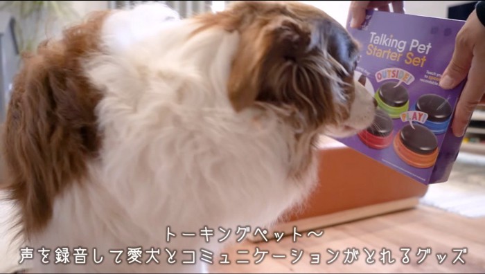 オモチャの箱の匂いを嗅ぐ犬