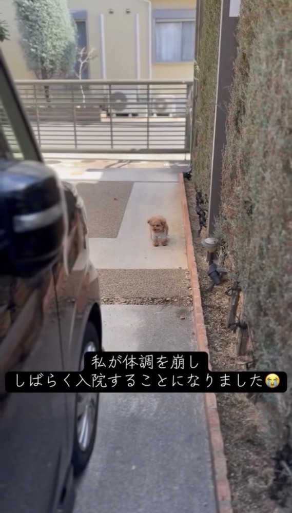離れた場所から見つめる犬