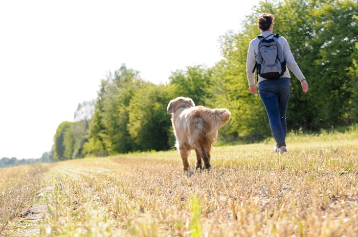 散歩する犬と人の後ろ姿