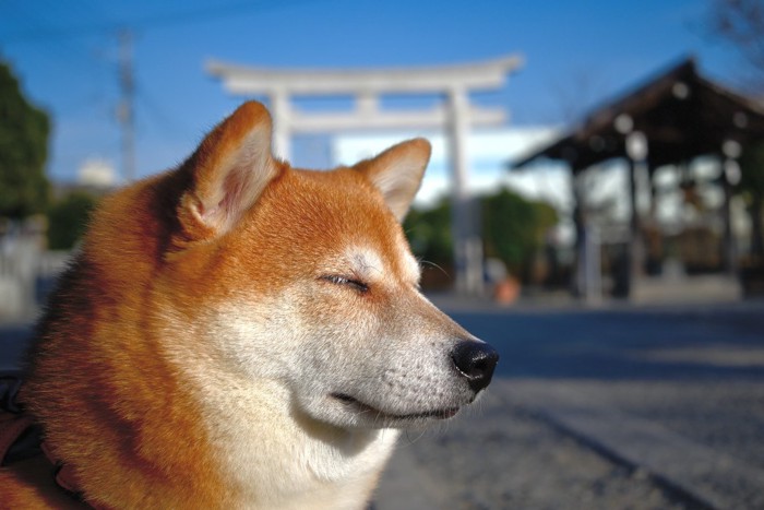 柴犬と背後に鳥居