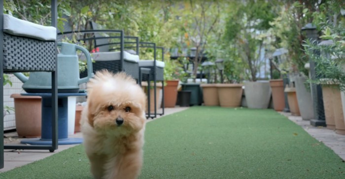 鉢植えが並べられたスペースを歩く子犬