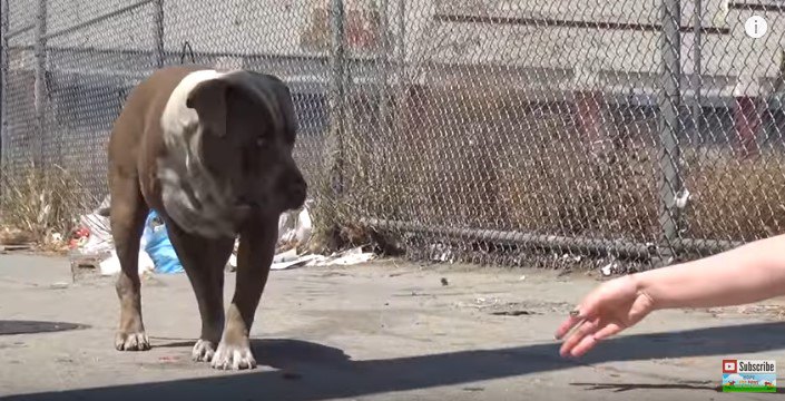 人の手を避ける犬