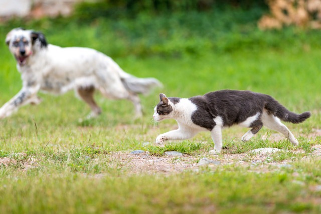 猫を見る犬