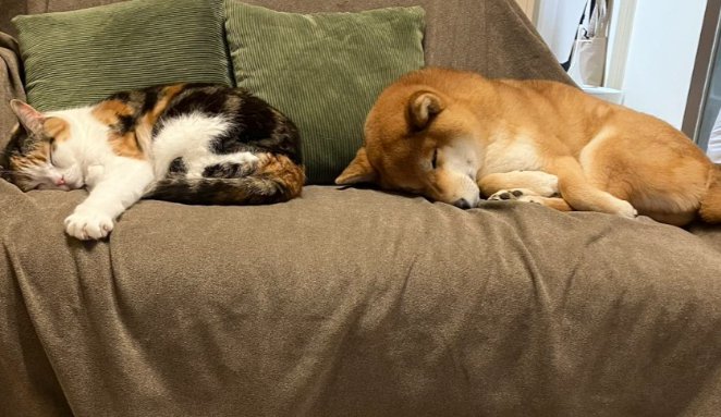 可愛すぎる