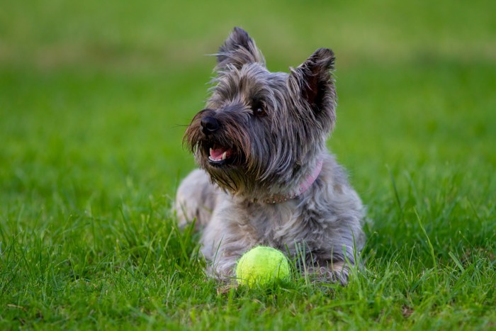 ボールを抱えて芝生に伏せているケアーン・テリア
