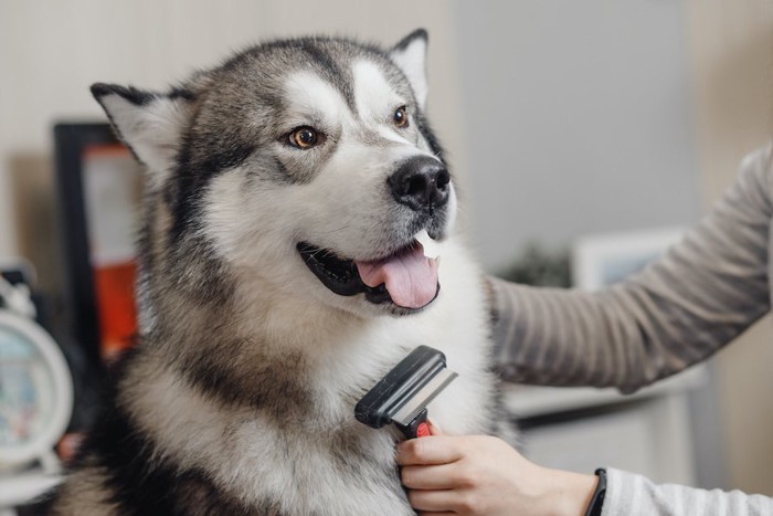 ブラッシングしてもらう犬