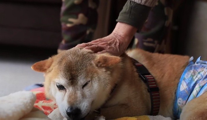 家族と犬