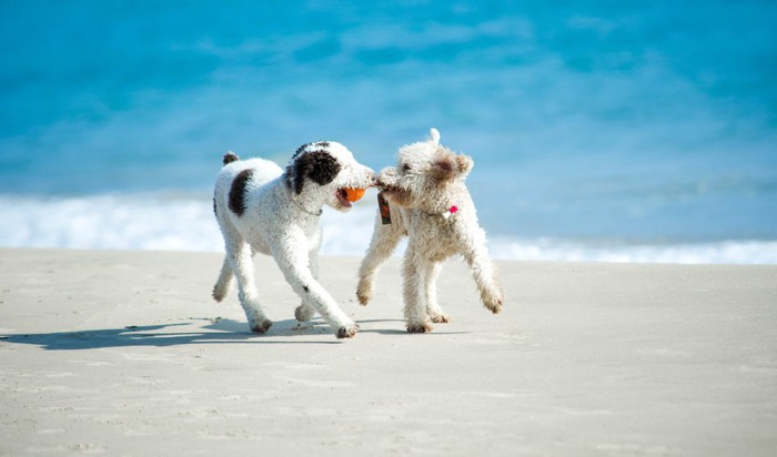 赤いおもちゃをくわえた犬