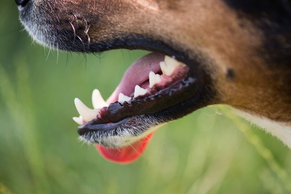 犬の口のアップ