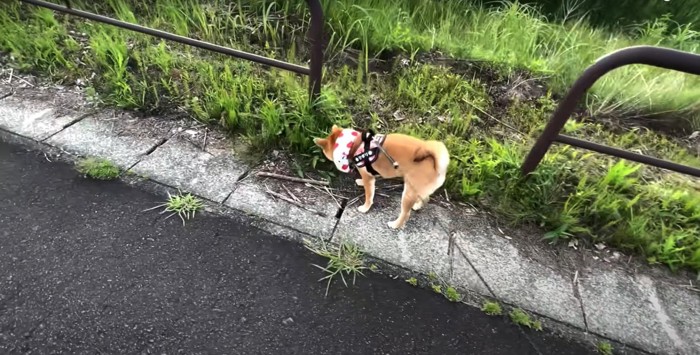 草の匂いを嗅ぐ柴犬