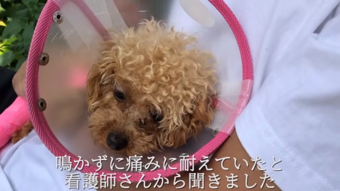 元気がないモコちゃん