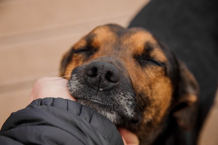 撫でられて気持ちよさそうな犬