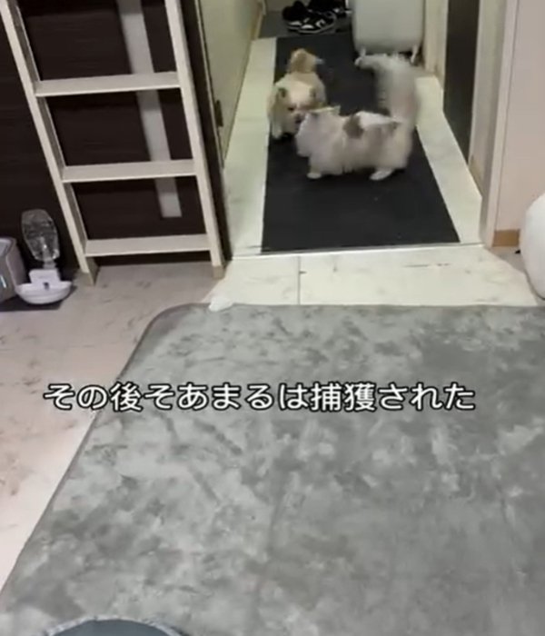 犬と猫