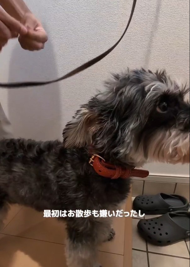 散歩が嫌いなルアナちゃん