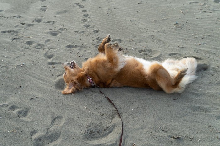 砂浜でゴロスリする犬