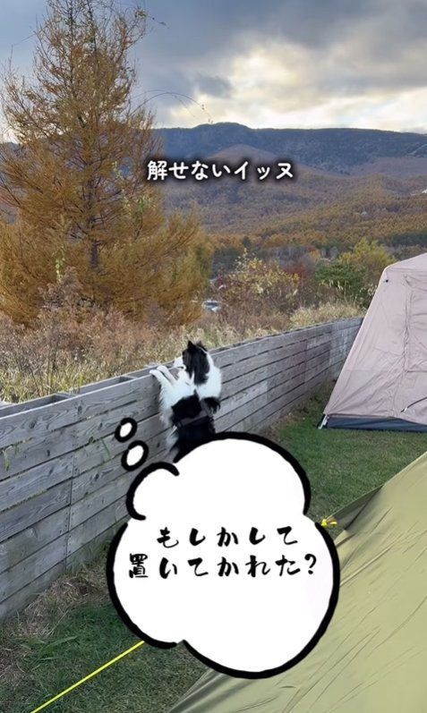 置いていかれたと焦る中型犬