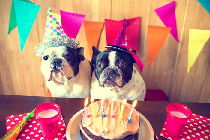 お祝い中の2頭の犬