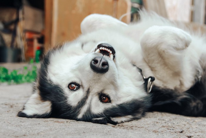 首をかしげる短毛の黒白の犬