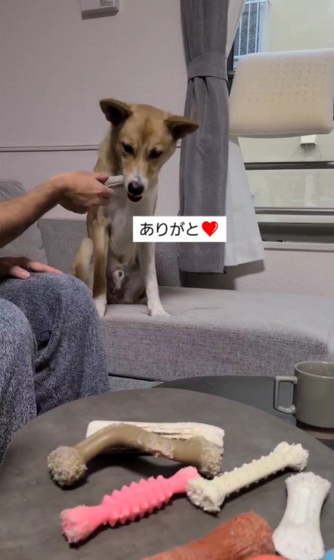 おもちゃを選ぶさく君9