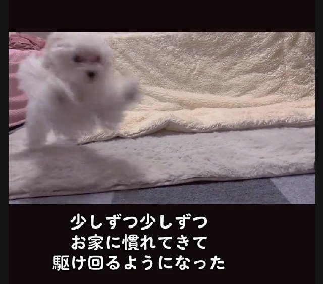 家に慣れてくると…
