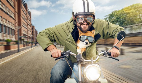 犬の危険なバイクの乗せ方