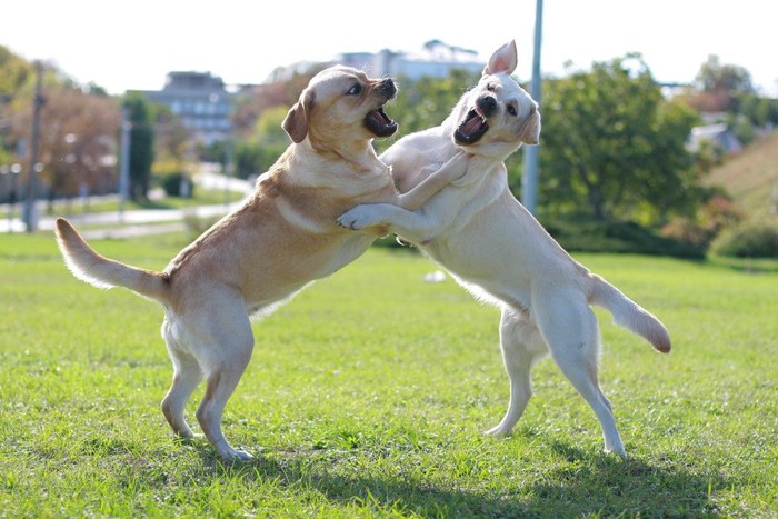 喧嘩する犬