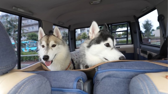 車に乗る2匹の犬