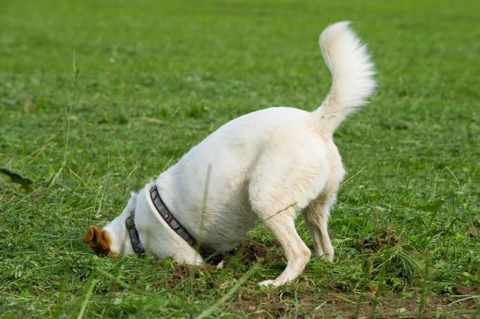地面を掘る犬