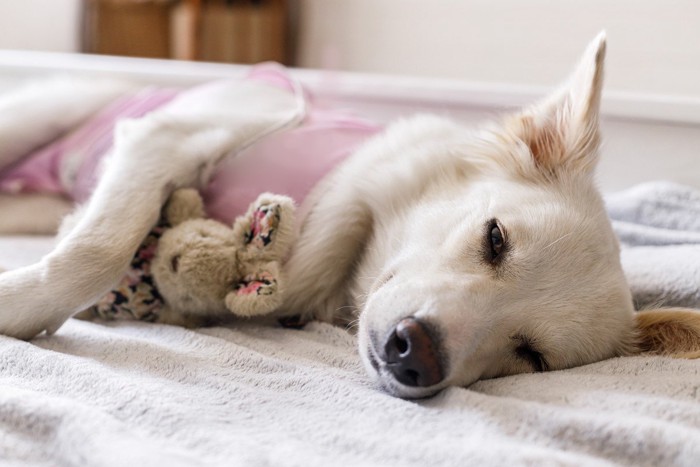 辛そうに横たわる犬