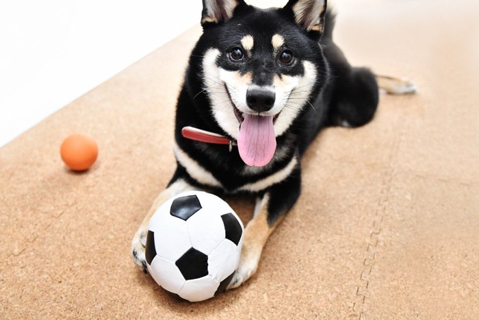 ボールを抱える柴犬