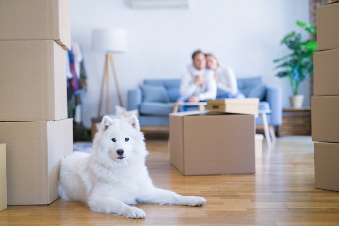 段ボールがある部屋にいる犬