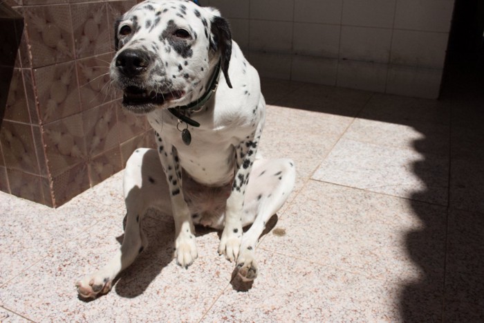 不快そうにお尻を地面につける犬