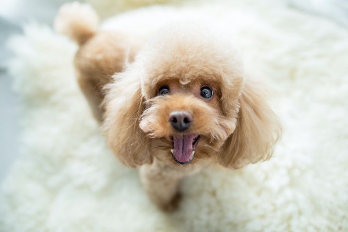 嬉しそうな表情で見上げている犬