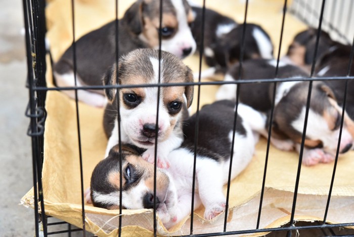 ケージの中のビーグルの子犬たち