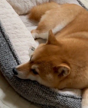 犬用ベッドの上で遠くを見つめる犬